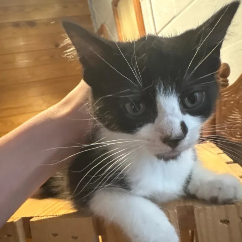 Paw