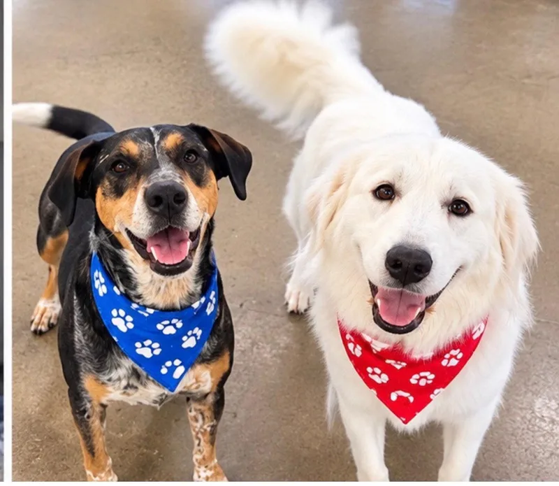An adult large-sized female Great Pyrenees dog named Lady for adoption in Euless, TX
