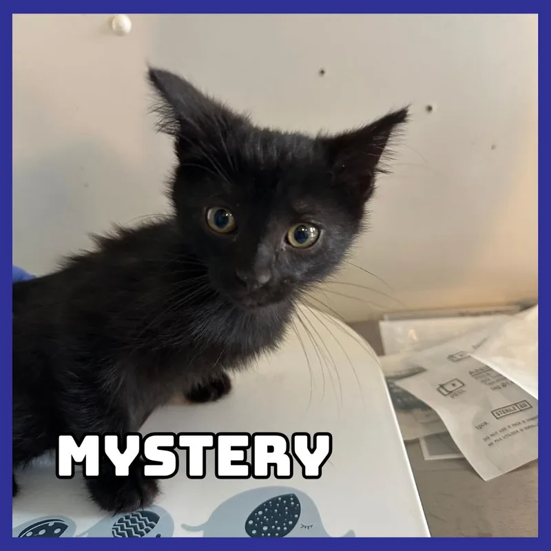 Mystery