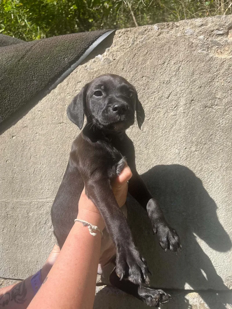 A baby medium-sized female Black Labrador Retriever dog named Minnie for adoption in Salem, WV