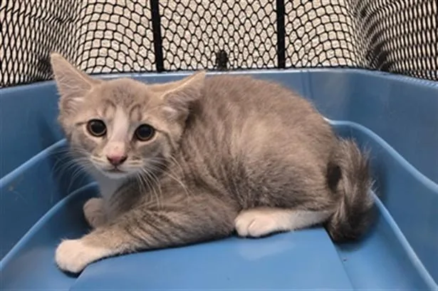 Finn