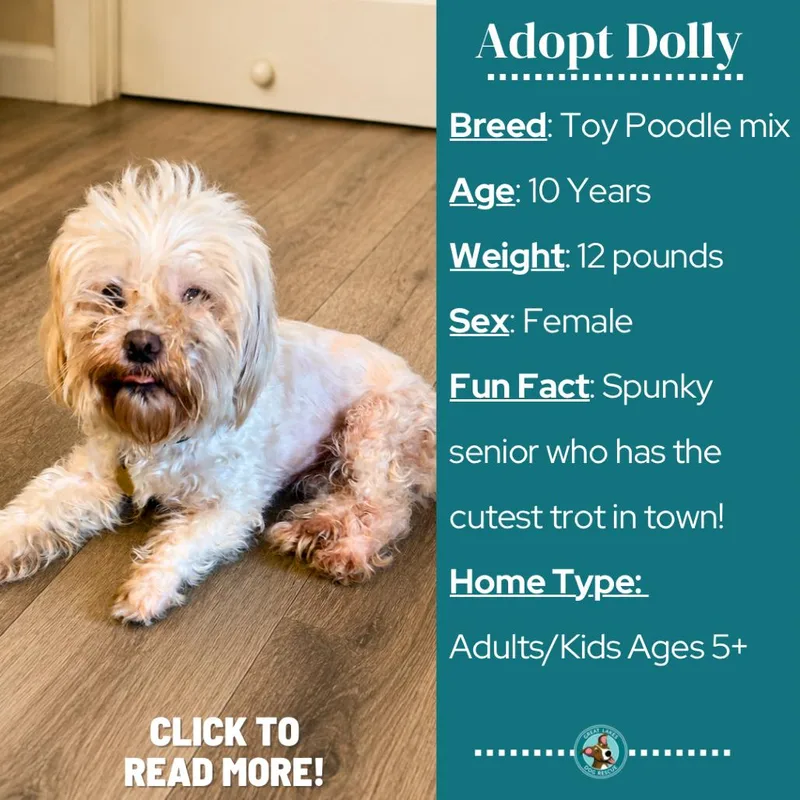 Dolly thumbnail 3
