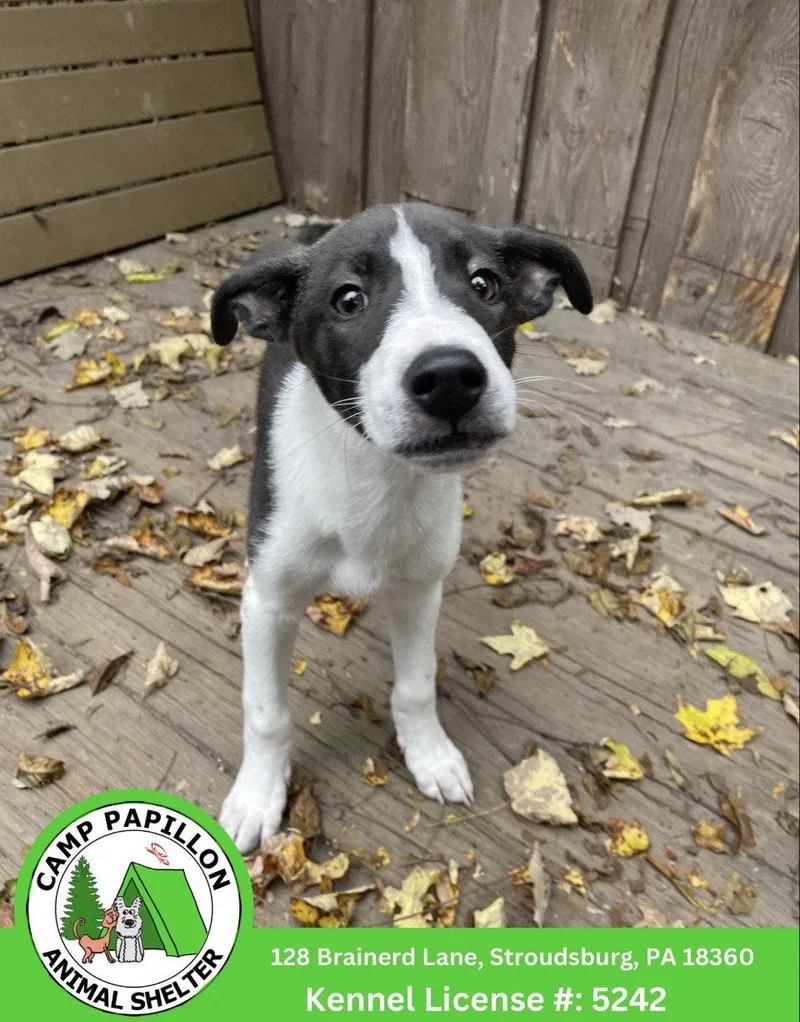 A young medium-sized male Mixed Breed dog named Tonka for adoption in Stroudsburg, PA
