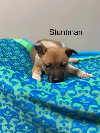 A baby medium-sized male Cattle Dog dog named Stuntman for adoption in Morton Grove, IL