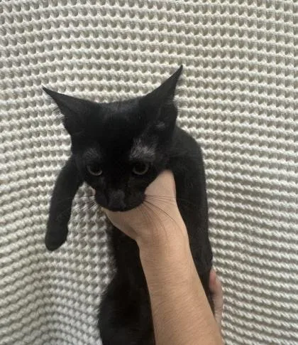 A baby small-sized male Domestic Short Hair cat named Chichi for adoption in Honolulu, HI