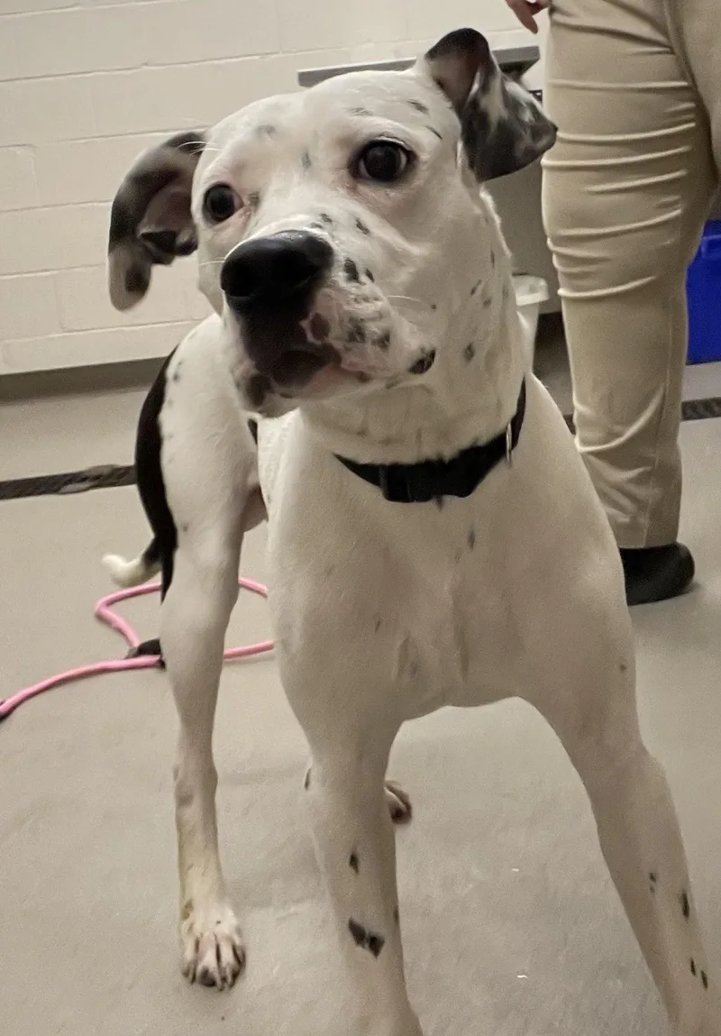 Memphis Hold thumbnail 2