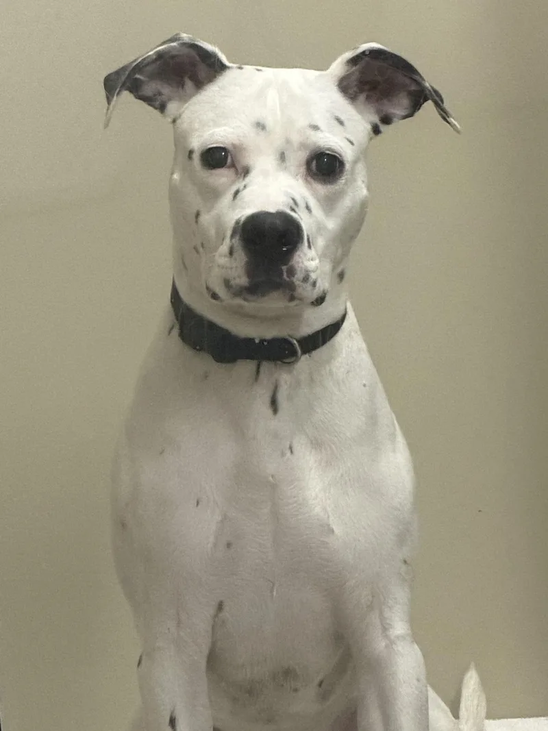 Memphis Hold thumbnail 3