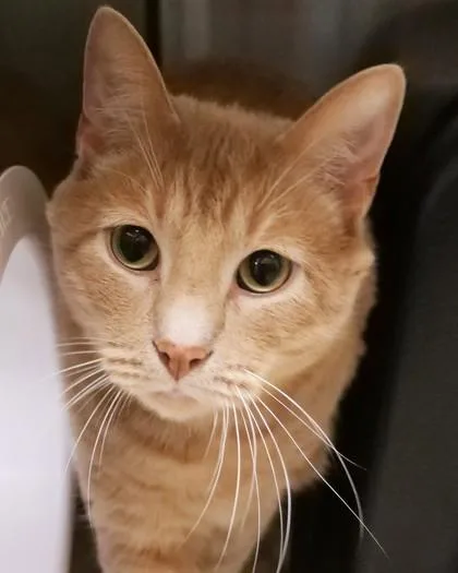 An adult medium-sized male Domestic Short Hair cat named Pumpkin for adoption in Fishers, IN