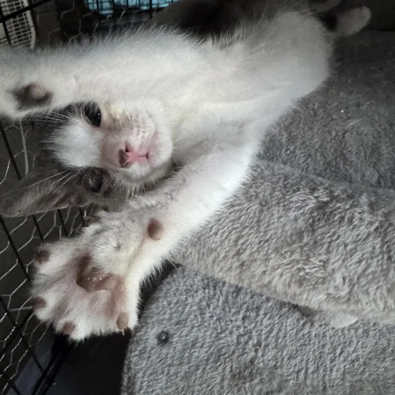 A baby medium-sized female Domestic Short Hair cat named Mullin for adoption in Easley, SC
