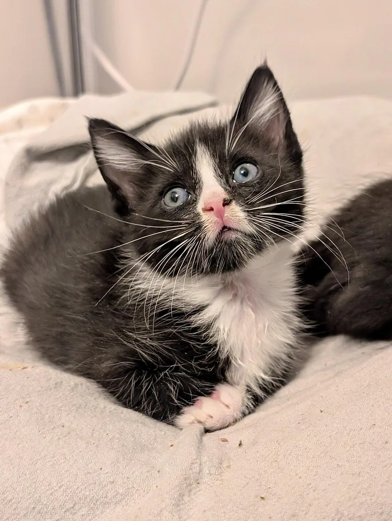 A baby medium-sized male Domestic Medium Hair cat named Orion for adoption in Herndon, VA
