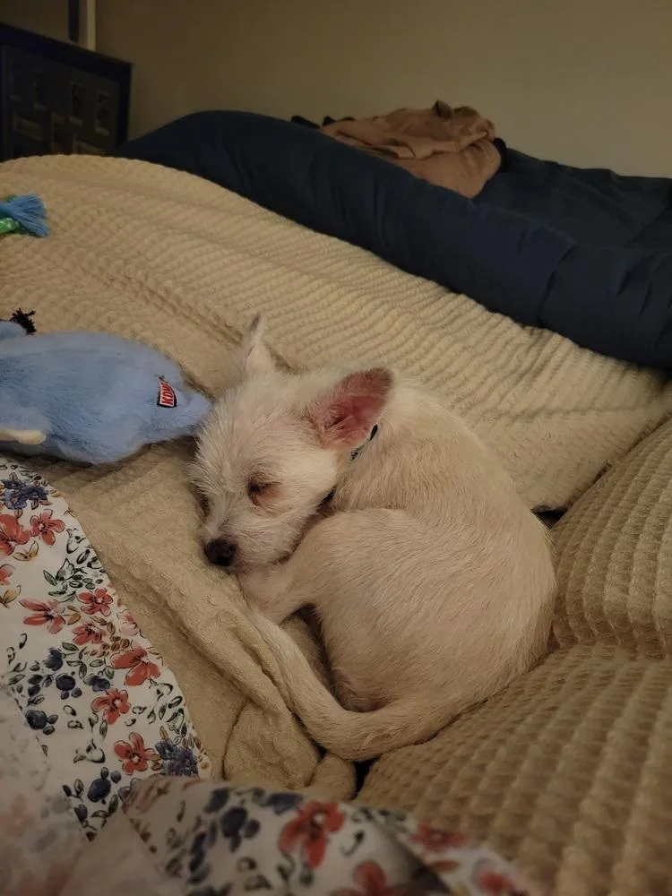 A young small-sized male White / Cream Wire Fox Terrier dog named Polito for adoption in Gig Harbor, WA