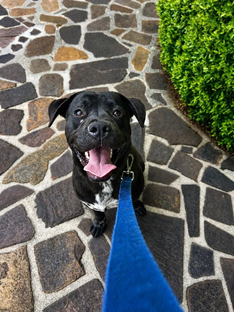 A young medium-sized male Mixed Breed dog named Randall Adult Meatball Supreme for adoption in Rome, GA