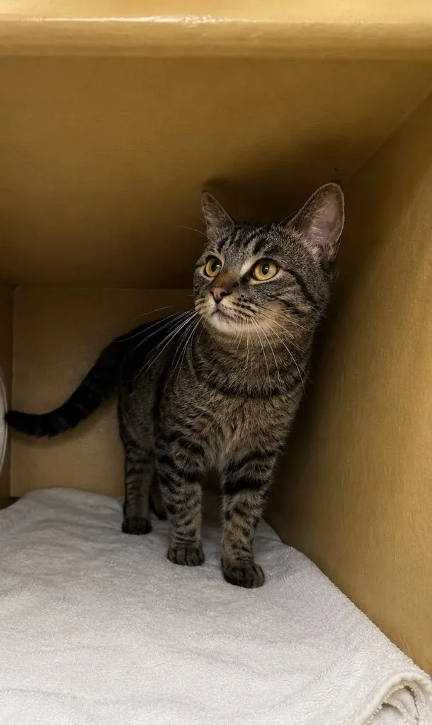 A young medium-sized male Domestic Short Hair cat named Joono for adoption in Fort Lupton, CO