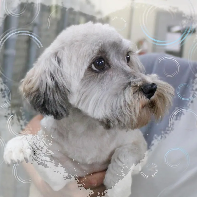 An adult small-sized female White / Cream Havanese dog named Hope for adoption in Amelia, OH