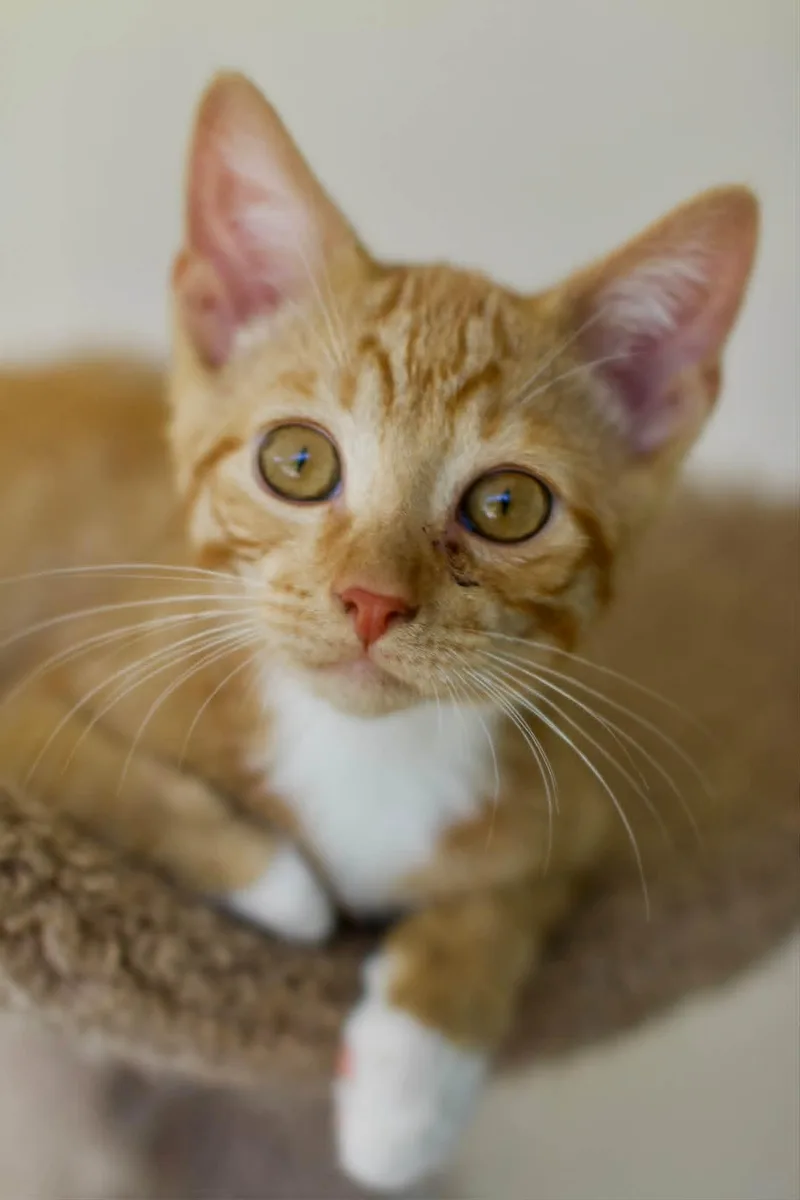 A baby medium-sized male Tabby (Orange / Red) Domestic Short Hair cat named Tomac for adoption in Umatilla, FL