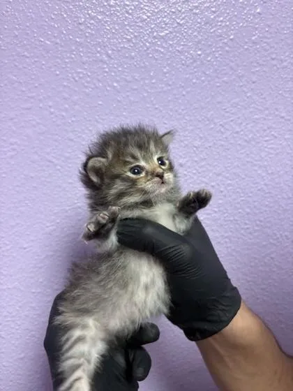 A baby small-sized female Black Domestic Short Hair cat named 61559293 for adoption in El Paso, TX