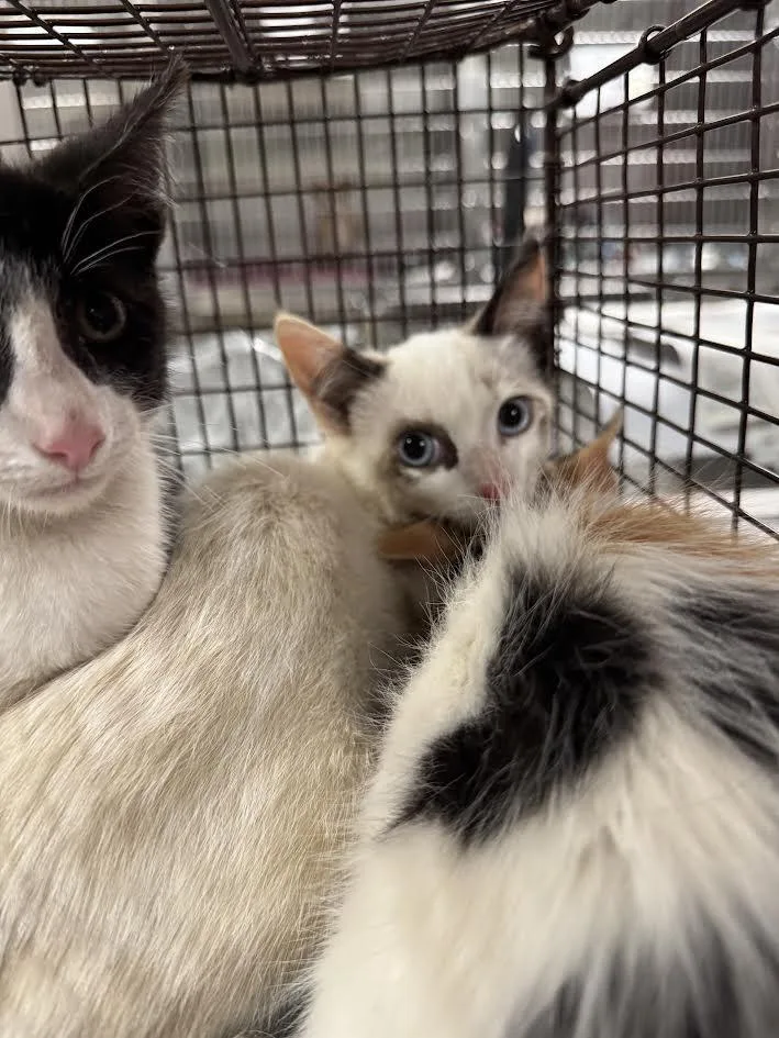 An adult small-sized female Domestic Short Hair cat named Tootsie for adoption in Van Nuys, CA
