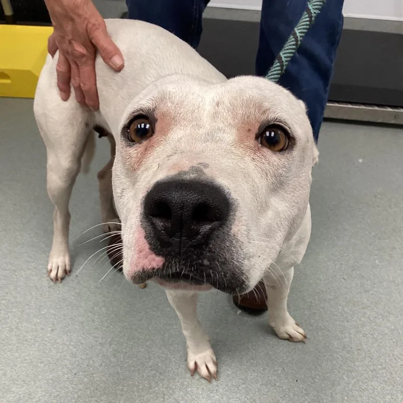 An adult medium-sized female White / Cream Pit Bull Terrier dog named Koky for adoption in Abilene, TX