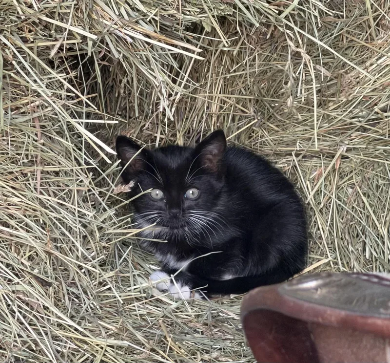 Alfalfa thumbnail 2