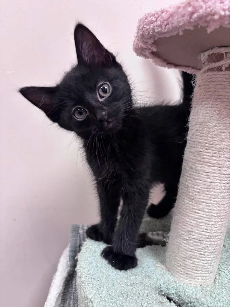 A baby medium-sized male Black Domestic Short Hair cat named Buzz for adoption in Steger, IL