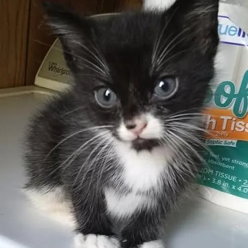 A baby small-sized male Black Manx cat named Cheerio C for adoption in Princeton, MN