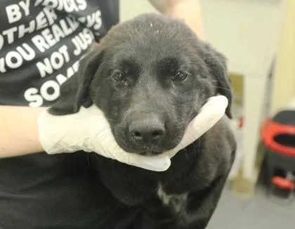 A baby medium-sized male Labrador Retriever dog named Finn for adoption in Picayune, MS