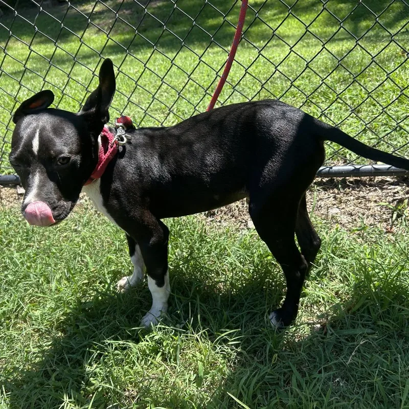 A young small-sized male Black Pit Bull Terrier dog named Kai for adoption in Cabot, AR