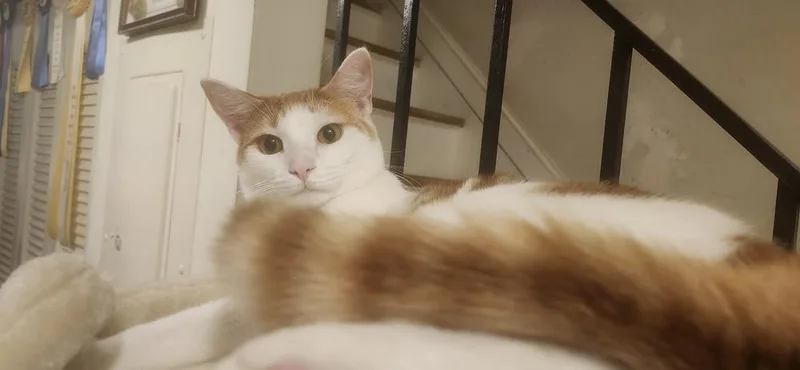 A young medium-sized female Orange & White Domestic Short Hair cat named Puma for adoption in Henrico, VA
