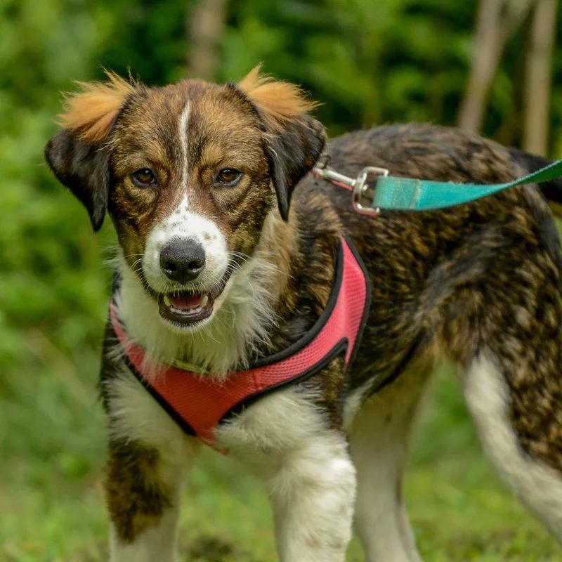 A baby large-sized female Australian Shepherd dog named Safron for adoption in Brick, NJ