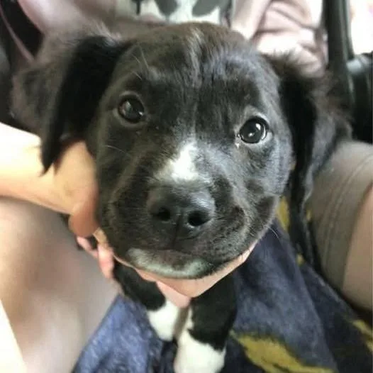 A young small-sized female Black Black Labrador Retriever dog named Gelato for adoption in Muncie, IN