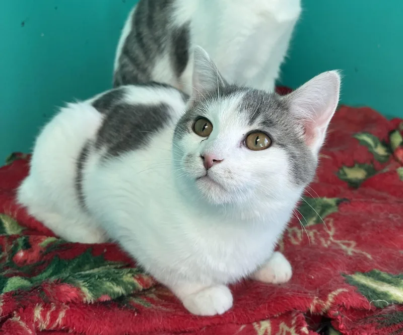 Confetticanon thumbnail 2