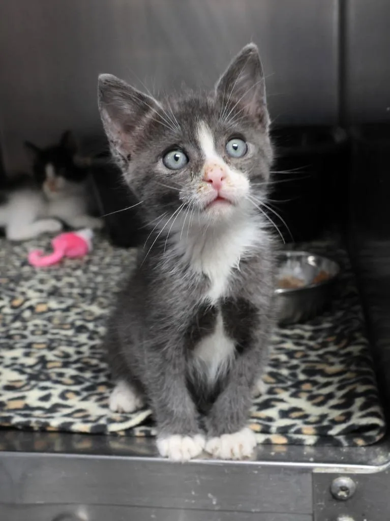 A baby small-sized male Domestic Short Hair cat named Fulwood Park for adoption in Tifton, GA