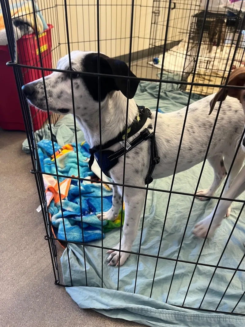 Toby And Jewel thumbnail 2