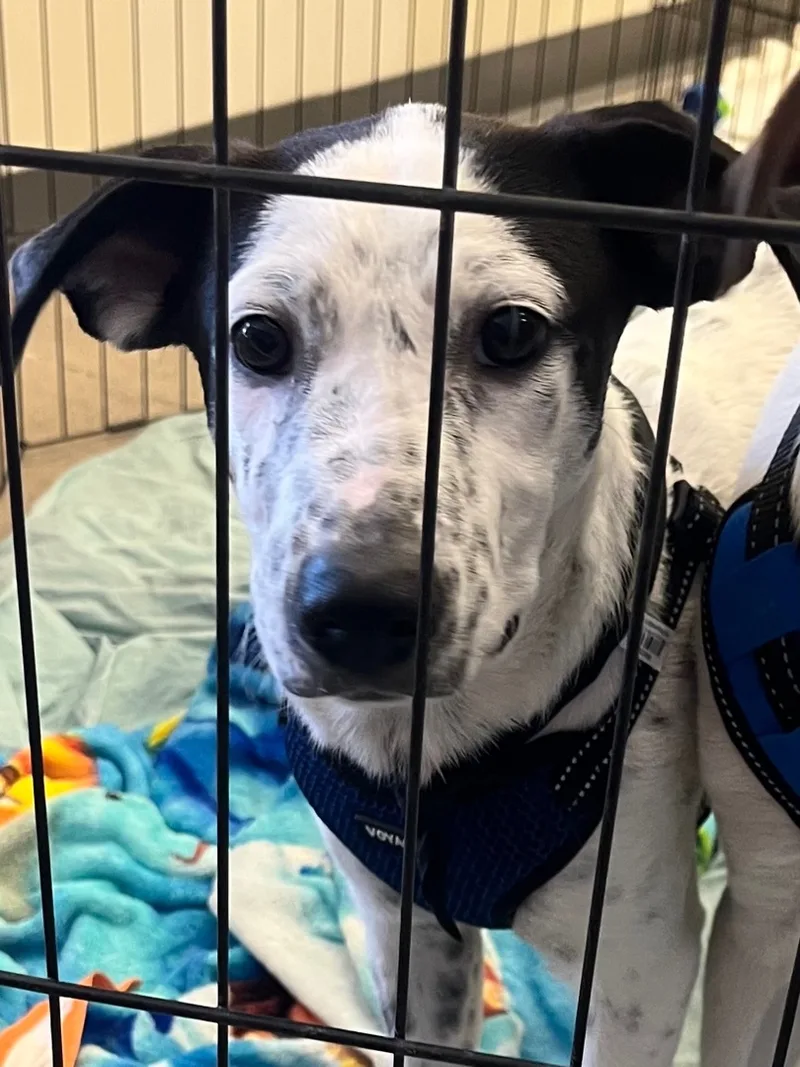 Toby And Jewel thumbnail 3