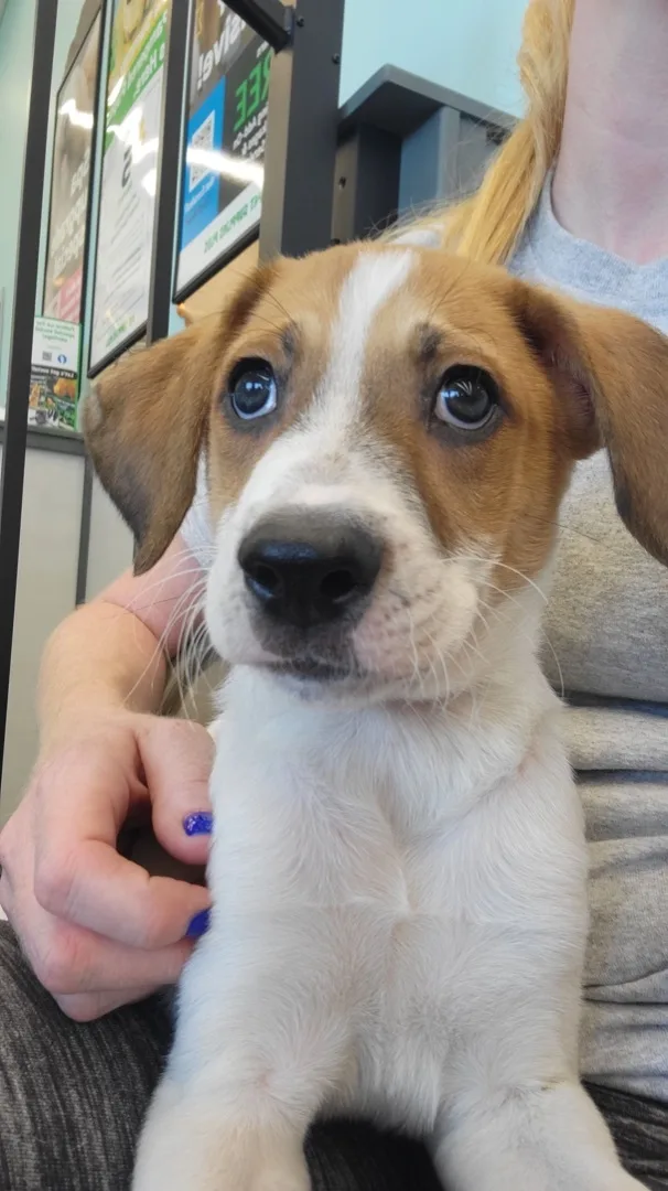 Toby And Jewel thumbnail 4