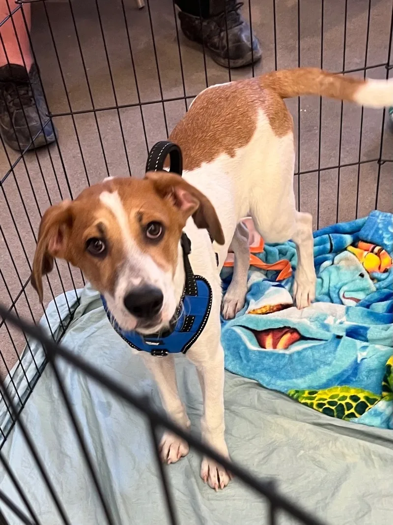 Toby And Jewel thumbnail 5