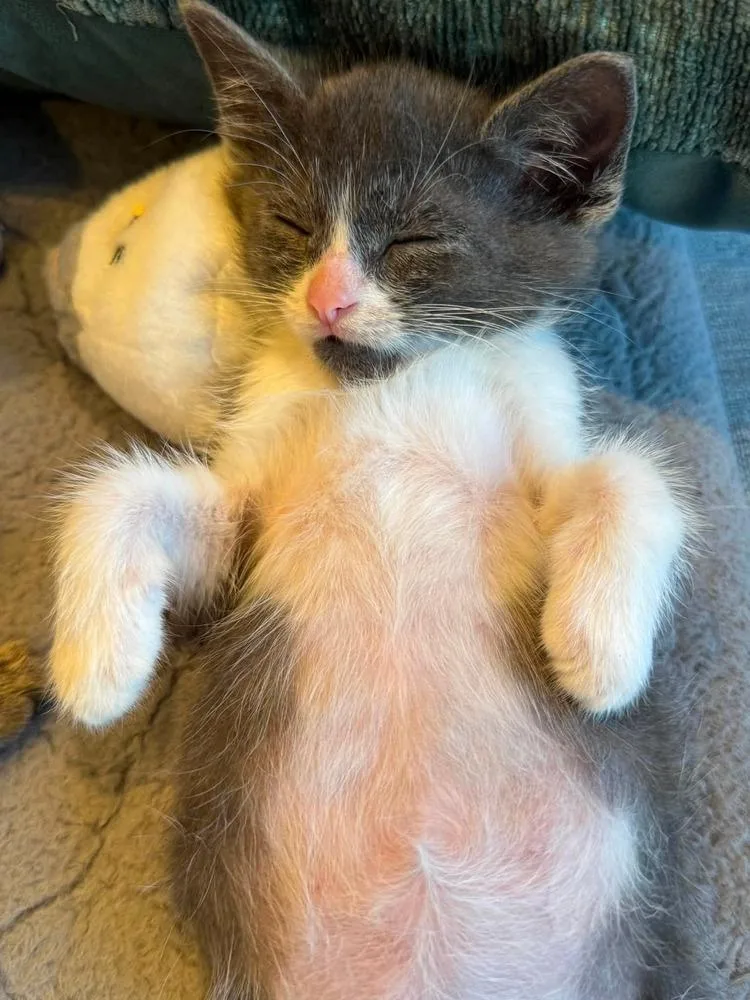 A baby small-sized male Gray & White Domestic Short Hair cat named Knuckles for adoption in Chicago, IL