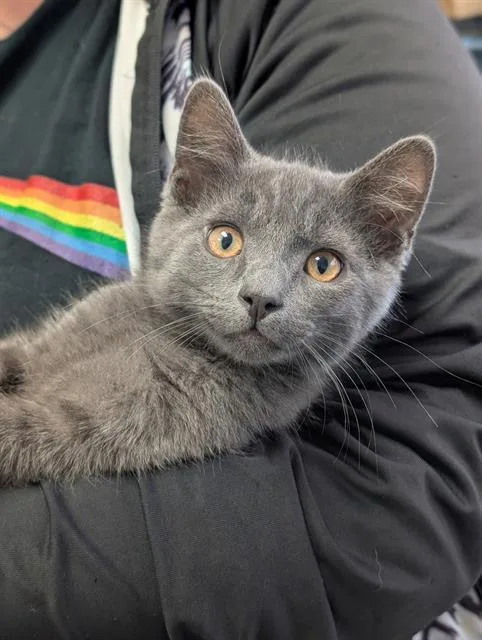 A baby small-sized male Domestic Short Hair cat named Flint for adoption in Canfield, OH