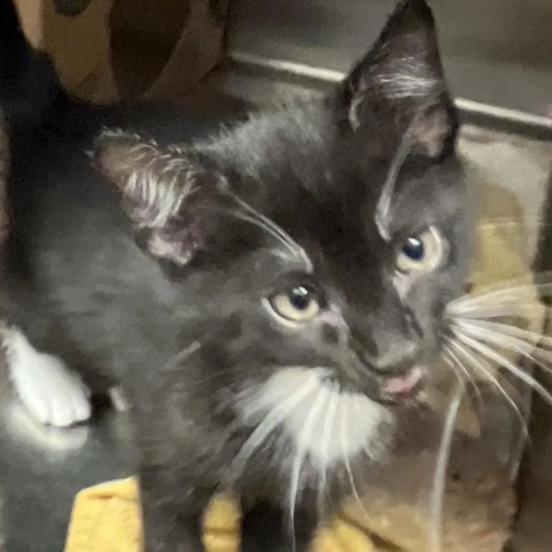 A baby small-sized male Domestic Short Hair cat named Valor for adoption in Baltimore, MD