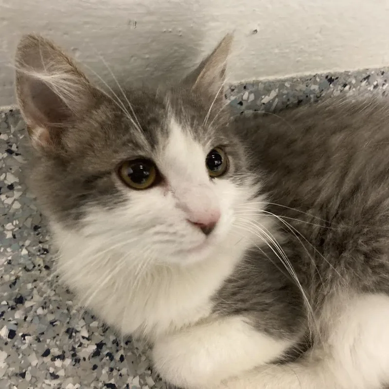 A baby small-sized female Gray / Blue / Silver Domestic Medium Hair cat named Rebel Ruby for adoption in Dayton, OH