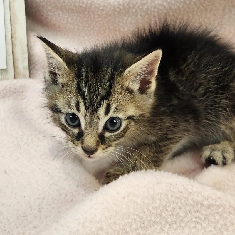 A baby small-sized male Brown / Chocolate Domestic Short Hair cat named Kristoff for adoption in Brighton, MO