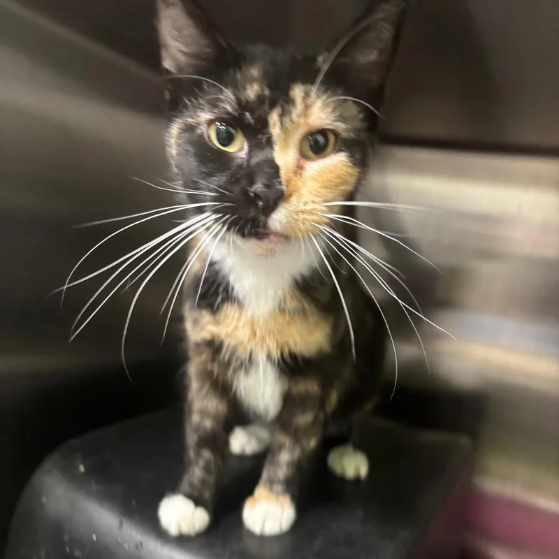A young small-sized female Tortoiseshell Domestic Short Hair cat named Tess for adoption in Brookfield, MO