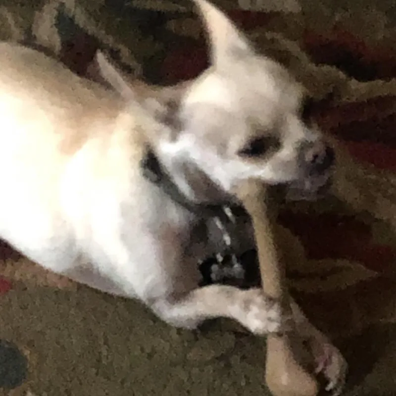 A senior small-sized male White / Cream Chihuahua dog named Diesel for adoption in Gulfport, MS