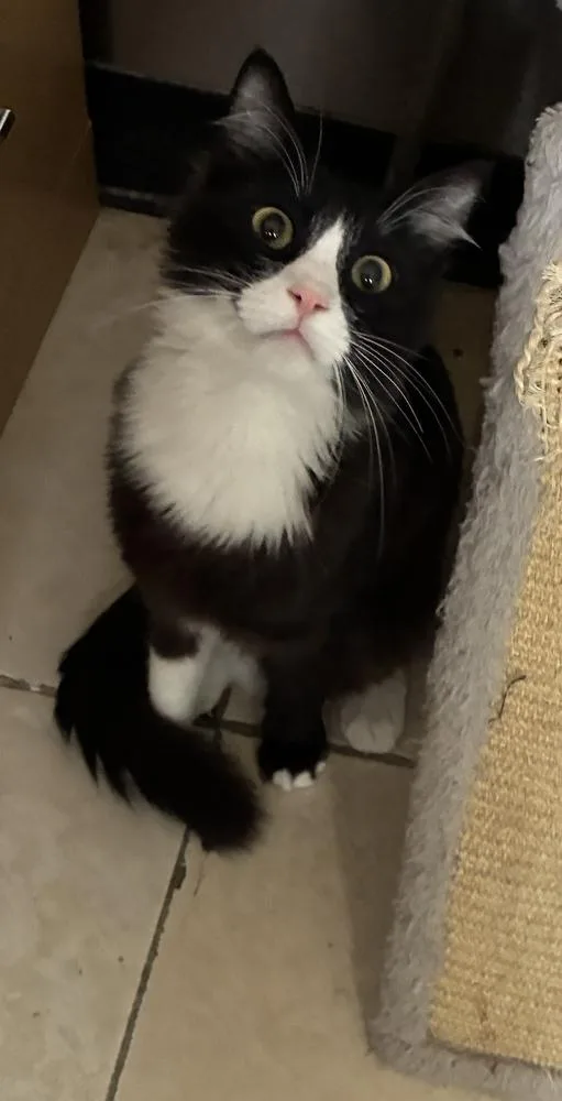 A young medium-sized male Black & White / Tuxedo Domestic Medium Hair cat named Rousseau for adoption in Randolph, MA