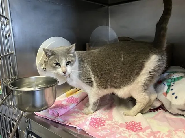 An adult small-sized female Domestic Short Hair cat named Peppy Lepew for adoption in Camarillo, CA