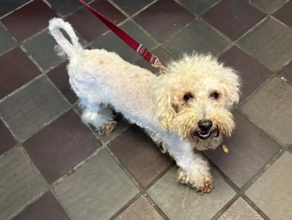 An adult small-sized male Mixed Breed dog named Poppete for adoption in New York, NY