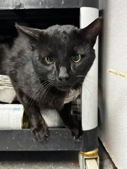 An adult small-sized male Domestic Short Hair cat named Joji for adoption in Roseville, CA