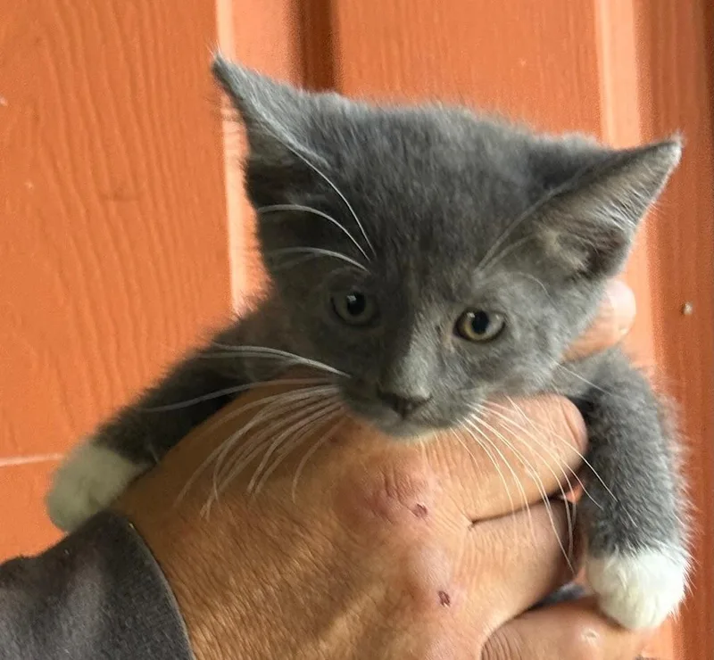 A baby medium-sized female Gray / Blue / Silver Domestic Short Hair cat named Beth for adoption in Huntington Beach, CA