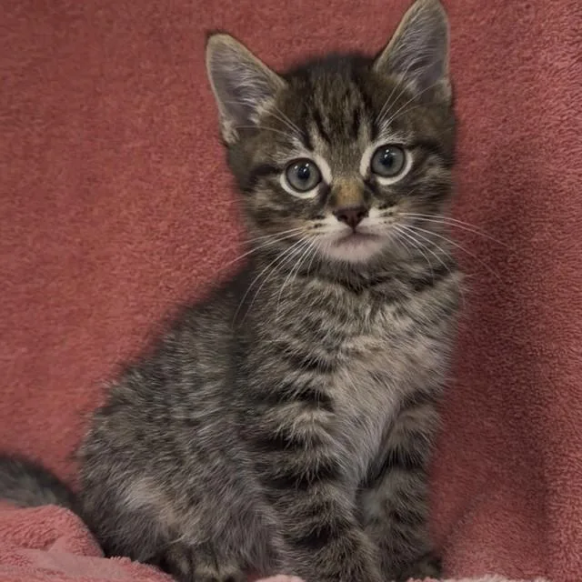 A baby small-sized male Domestic Short Hair cat named Kayden for adoption in Huntsville, AL
