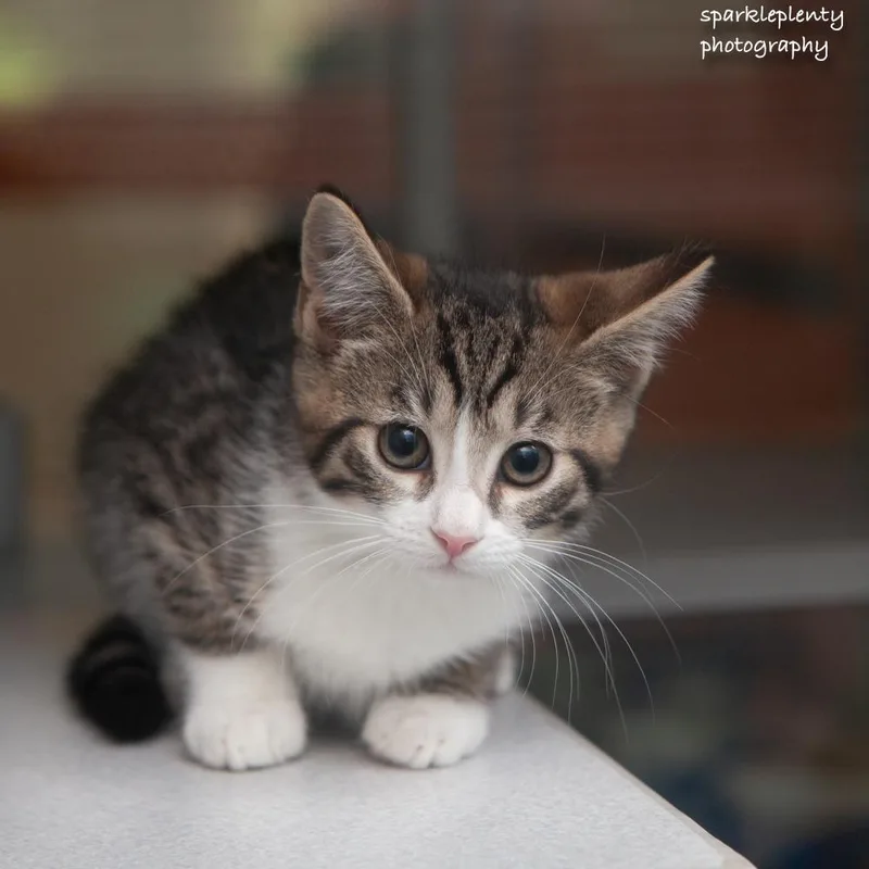 A baby medium-sized female Tabby (Brown / Chocolate) Domestic Short Hair cat named Crystal for adoption in Ridgefield, CT